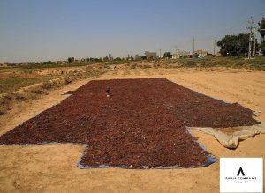 sun dried raisins exporter