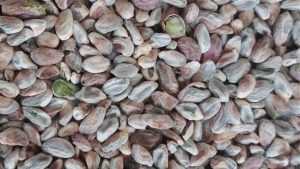 kaal pistachio kernel